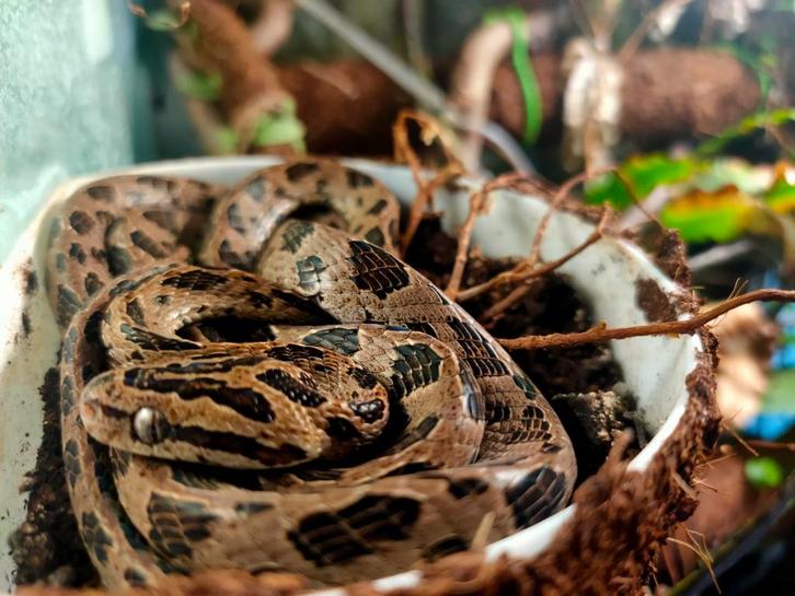 0.1 Boiga multomaculata