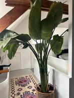 Prachtige Nicolai Strelitzia plant XL XXL, Ophalen, 200 cm of meer, Overige soorten, Halfschaduw