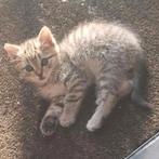 Mooiste kittens ️❤️, Dieren en Toebehoren, Katten en Kittens | Overige Katten, Meerdere dieren, Kortharig, 0 tot 2 jaar
