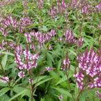 Verbena hastata rosea (ijzerhard) roze vaste plant, Overige soorten, Vaste plant, Ophalen of Verzenden, Halfschaduw