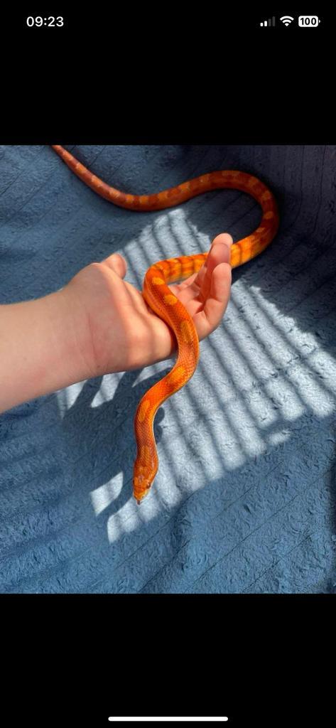Rattenslang koppel 1.1, Dieren en Toebehoren, Reptielen en Amfibieën, Slang, 3 tot 6 jaar, Tam