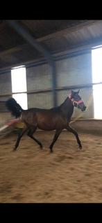 Lieve jaarling, Dieren en Toebehoren, Paarden, Merrie, Met stamboom, Minder dan 160 cm, Dressuurpaard