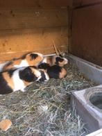 Te koop jonge cavia,s!, Dieren en Toebehoren, Cavia, Vrouwelijk, November, Tam