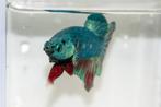 Betta Man HMPK, Dieren en Toebehoren, Vissen | Aquariumvissen, Vis, Zoetwatervis
