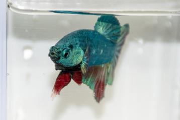 Betta Man HMPK beschikbaar voor biedingen