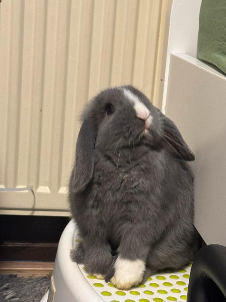 Gratis Mini loop konijn, Dieren en Toebehoren, Konijnen, Klein, Vrouwelijk, 0 tot 2 jaar