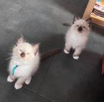 Te koop Ragdoll kittens met stamboom, Dieren en Toebehoren, Katten en Kittens | Raskatten | Langhaar, Kater, Met stamboom
