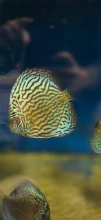 Briliant turquoise discus, Vis