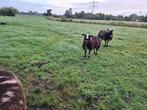 Bont ooilam, Dieren en Toebehoren, Schapen, Geiten en Varkens, Vrouwelijk, Schaap