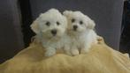 Mini Maltezer pups ( beeld schone ), Dieren en Toebehoren, Nederland, Overige rassen, CDV (hondenziekte), 8 tot 15 weken