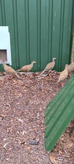 Zilverfazanten, Dieren en Toebehoren, Pluimvee, Meerdere dieren, Overige soorten