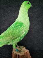 Een prachtige opgezette groene duif!, Ophalen of Verzenden, Nieuw, Vogel, Opgezet dier