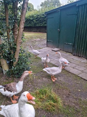 4 zuivere Frankische landgans land ganzen broed 2025

 beschikbaar voor biedingen