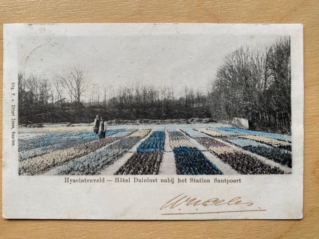 kaart Santpoort , Hyacintenveld , ca 1900, Ophalen of Verzenden, Voor 1920, Gelopen, Noord-Holland