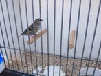 Europese Sijspop Wildkleur, Vrouwelijk, Wildzangvogel, Geringd