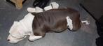 Nestaankondiging american bully XL, Dieren en Toebehoren, Honden | Bulldogs, Pinschers en Molossers, Overige rassen, 8 tot 15 weken