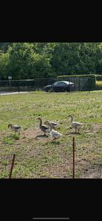 Ganzen te koop, Dieren en Toebehoren, Pluimvee, Meerdere dieren, Gans of Zwaan