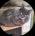 2 siberische dames, Dieren en Toebehoren, Katten en Kittens | Overige Katten, Poes, Langharig, 0 tot 2 jaar