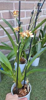 Oncidium, Ophalen of Verzenden, Overige soorten, Minder dan 100 cm