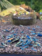 Aanbieding 10+5 gratis skittles garnalen bezorging aquarium, Dieren en Toebehoren, Vissen | Aquariumvissen, Kreeft, Krab of Garnaal