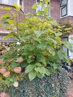 Catalpa / Trompetboom, Overige soorten, 100 tot 250 cm, Zomer, Ophalen
