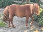 Mini shetje zie omschrijving voor meer info, Dieren en Toebehoren, Paarden en Pony's | Dekhengsten en Fokmerries