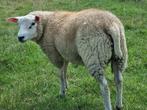 Dekbokken, Dieren en Toebehoren, Vrouwelijk, Schaap