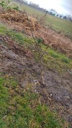 Jonge Notenboom - 1.5 meter, Volle zon, Lente, 100 tot 250 cm, Overige soorten