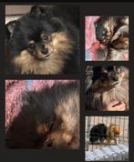 Klein blijvende Mini pomerian pomeriaan tea cup micro pup, Dieren en Toebehoren, 8 tot 15 weken, Meerdere, Meerdere dieren, Nederland