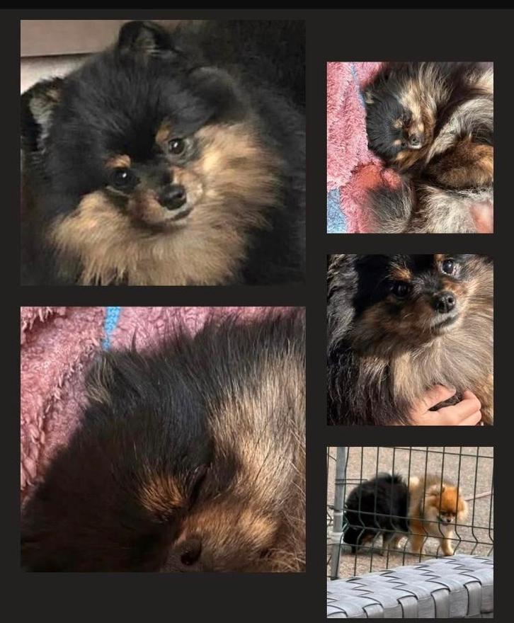 Klein blijvende Mini pomerian pomeriaan tea cup micro pup, Dieren en Toebehoren, Honden | Poolhonden, Keeshonden en Oertypen, Meerdere dieren