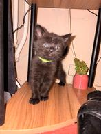 Knappe britse korthaar kleintjes, Ontwormd