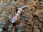 Luipaardgekko eublepharis macularis 0.0.1  #6, Hagedis