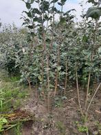 Hongaarse sering Syringa josikaea 100/120cm, Tuin en Terras, Ophalen, Overige soorten