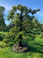 Conference perenbomen te Koop | Vanaf €695,-, Ophalen, Minder dan 100 cm, Perenboom, Lente