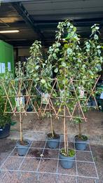 Lei fruitbomen peer en pruim nu €30, Ophalen, Leiboom