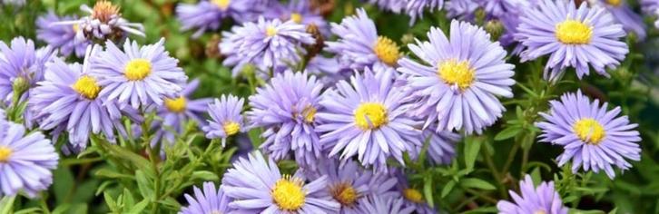 Herfstaster, lichtpaars, Tuin en Terras, Planten | Tuinplanten, Vaste plant, Overige soorten, Volle zon, Zomer, Ophalen