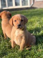 Labrador pup reutje redfox, Parvo, Nederland, Reu, 8 tot 15 weken