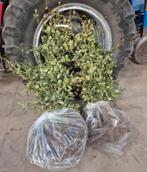 50 x Groene beuken‼️AANBIEDING‼️, Huis en Inrichting, Woonaccessoires | Kransen, Ophalen of Verzenden, Zo goed als nieuw