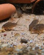 Corydoras Sterbai, Dieren en Toebehoren, Vis