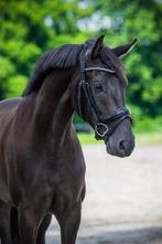 Knappe 5 jarige ruin te koop, Dieren en Toebehoren, Paarden, Ruin, Dressuurpaard, 3 tot 6 jaar
