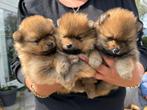 Mooie Pomeranian reutjes., Dieren en Toebehoren, Honden | Poolhonden, Keeshonden en Oertypen, Reu, 8 tot 15 weken, Meerdere, Nederland