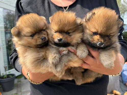 Mooie Pomeranian reutjes., Dieren en Toebehoren, Honden | Poolhonden, Keeshonden en Oertypen, Reu, Keeshond, Particulier, Meerdere