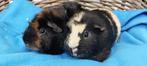 Cavia koppel TOM & JERRY uit de opvang zoeken een tehuis!, Cavia, Meerdere dieren