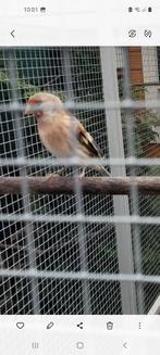 Putterxkanarie, Meerdere dieren, Geringd