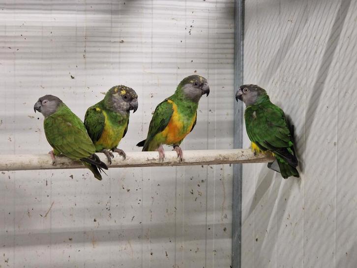 Diverse vogels aangeboden, Dieren en Toebehoren, Vogels | Parkieten en Papegaaien, Parkiet, Meerdere dieren