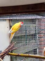 Penant rosella, Dieren en Toebehoren, Meerdere dieren, Parkiet