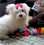 Mooie Sociale Maltezer pups, België, Maltezer, Particulier, Rabiës (hondsdolheid)