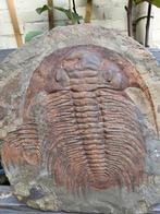 Xxl trilobiet, paradoxia, Verzamelen, Ophalen of Verzenden