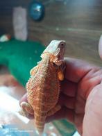 Jonge Baardagamen, Dieren en Toebehoren, Reptielen en Amfibieën