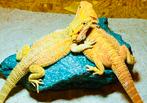Red/orange hypo blue bar het witblits baardagamen 2.0.0, Hagedis, 0 tot 2 jaar